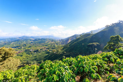 Coffee Tourism in Colombia?